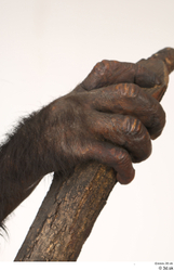 Hand Ape Animal photo references